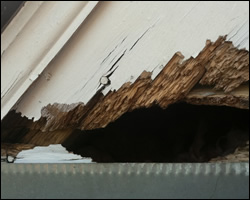 Squirrel damage in Manassas VA