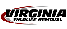 Manassas Wildlife Removal
